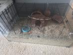 Hamster kooi/hok, Minder dan 60 cm, Kooi, Minder dan 75 cm, Ophalen of Verzenden