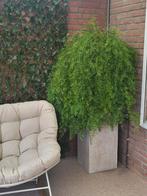 Asparagus densiflorus 'Sprengeri' met pot, Vaste plant, Bloeit niet, Halfschaduw, Ophalen