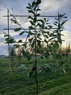 prunus novita, Ophalen, Laurier, Haag, 100 tot 250 cm