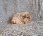 Cavia ch-teddy beer, Dieren en Toebehoren, Knaagdieren, Cavia, Juni, Mannelijk, Tam