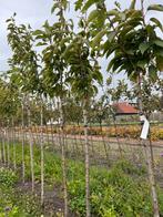 Kordia Kers Halfstam - Direct Fruit, Zelfbestuivend, Ophalen