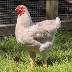 Wyandotte kriel hanen parelgrijs, Dieren en Toebehoren, Pluimvee, Mannelijk, Kip