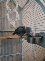 Tamme Grijze roodstaart man, Dieren en Toebehoren, Mannelijk, Papegaai