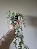 Zijde hangplant, Ophalen of Verzenden