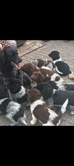 Zeer mooi nest stabij x wetterhoun pups, Overige rassen, Meerdere, Meerdere dieren, Nederland