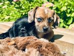Teckel mix pups lieve sociale puppy s mogen nest verlaten, Dieren en Toebehoren, CDV (hondenziekte), 8 tot 15 weken, Korthaar