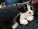 Kitten,poesje ,laatste uit het nest, Dieren en Toebehoren, Katten en Kittens | Overige Katten, Poes