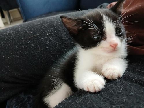 Kitten,poesje ,laatste uit het nest, Dieren en Toebehoren, Katten en Kittens | Overige Katten, Poes