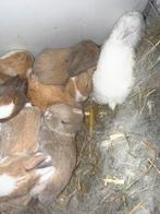 Nog 4 kleine lieve minilop konijntjes 11 dagen te rserveren, Meerdere dieren, Kip