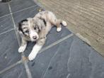 Border collie pup blue merle, Dieren en Toebehoren, Honden | Herdershonden en Veedrijvers, België, Particulier, Rabiës (hondsdolheid)