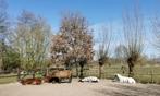 Weidegang voor IJslanders, Dieren en Toebehoren, Weidegang, 2 of 3 paarden of pony's