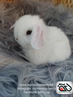 Raszuiver baby minilop konijn ram (transport mogelijk), Dieren en Toebehoren, Mannelijk, Dwerg, Hangoor, 0 tot 2 jaar
