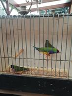 Gouldamadine poppen, Dieren en Toebehoren, Vogels | Overige Vogels, Vrouwelijk