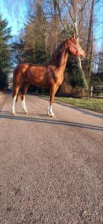 Chique 2 jarige merrie, Dieren en Toebehoren, Paarden, Merrie, Recreatiepaard, 0 tot 2 jaar