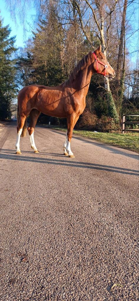 Chique 2 jarige merrie, Dieren en Toebehoren, Paarden, Merrie, 0 tot 2 jaar, Recreatiepaard