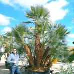 Chamaerops Humilis - Europese Dwergpalm g30987, Ophalen of Verzenden