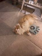 Maincoon mix katter, Dieren en Toebehoren, Kater, Gechipt, 3 tot 5 jaar