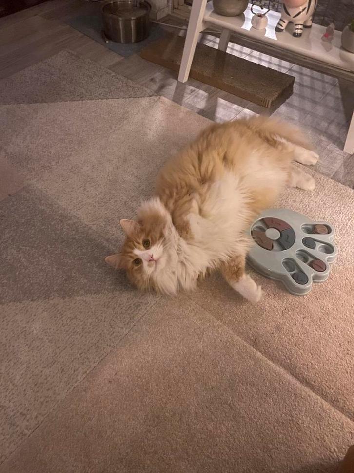 Maincoon mix katter, Dieren en Toebehoren, Katten en Kittens | Raskatten | Langhaar, Kater, 3 tot 5 jaar, Gechipt, Ontwormd, Ingeënt