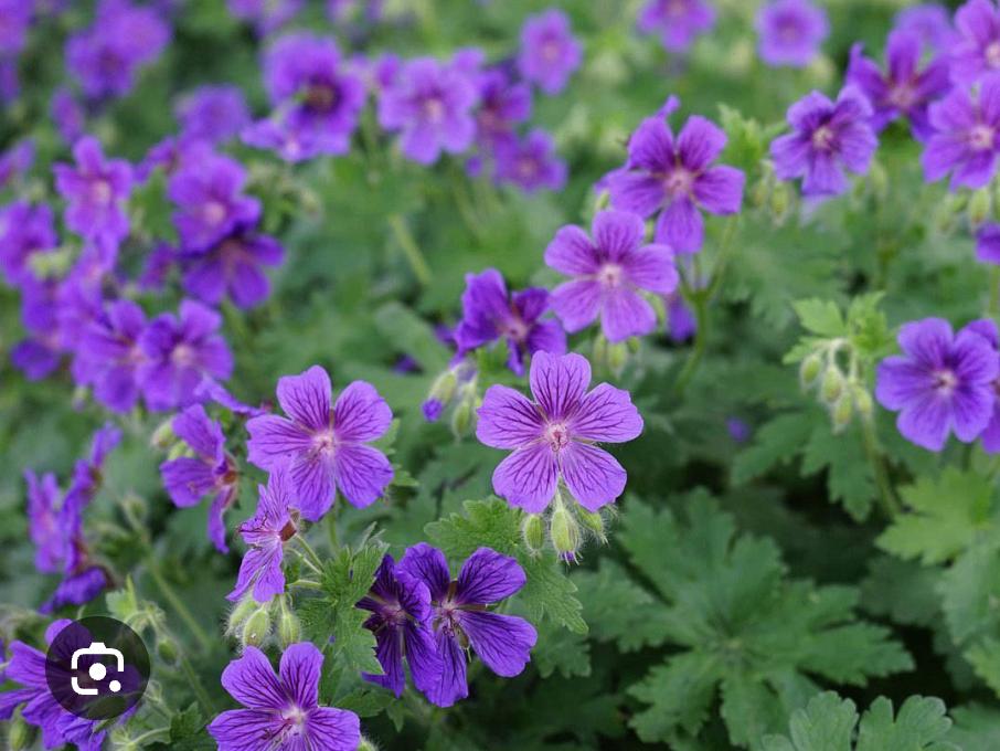 Geranium Rosanne, Tuin en Terras, Planten | Tuinplanten, Vaste plant, Bodembedekkers, Volle zon, Zomer, Ophalen