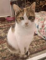 KROELKIP KIWI VRIENDELIJK JONG MEISJE BINNENKORT IN NL, Poes, Kortharig, 0 tot 2 jaar