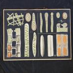 Schoolplaat Zoetwateralgen – Jung Koch Quentell 1902, Ophalen of Verzenden, Natuur en Biologie