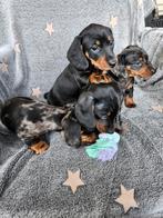 Knappe dwegteckel puppy s, 8 tot 15 weken, Korthaar, Dwerg, Parvo