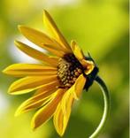 Aardperen te koop, Overige soorten, Volle zon, Vaste plant, Ophalen of Verzenden