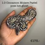 1.0 Cinnamon Mojave Pastel poss het ghost NK25, Dieren en Toebehoren, Slang