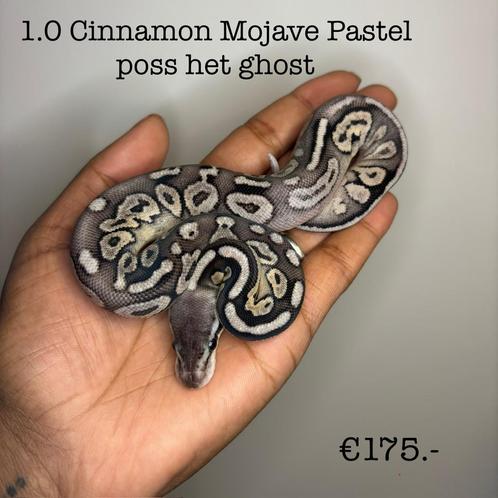 1.0 Cinnamon Mojave Pastel poss het ghost NK25, Dieren en Toebehoren, Reptielen en Amfibieën, Slang