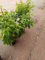 Prunus lusitanica angustifolia, Portugese Laurier, Ophalen, Laurier, Minder dan 100 cm