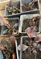 Kruipend zenegroen (Ajuga reptans) - Bodembedekker, Ophalen, Bodembedekkers, Vaste plant, Halfschaduw