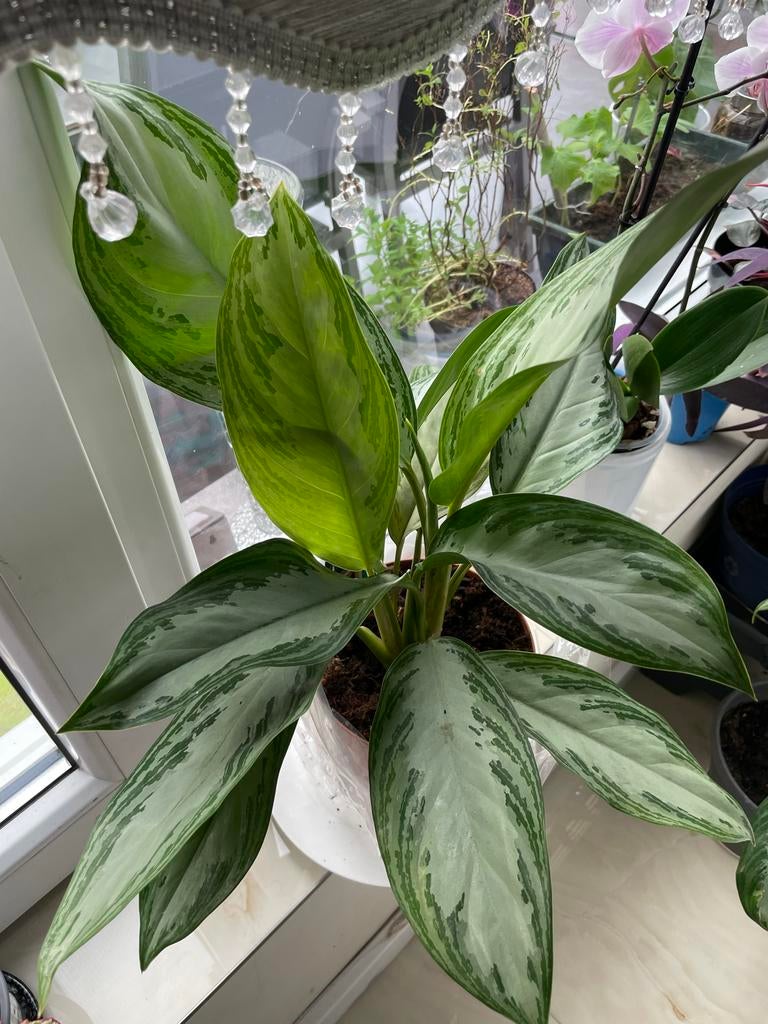 Aglaonema kamerplant - Groene en zilveren bladeren, Ophalen, Overige soorten, Halfschaduw, In pot