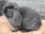 Lieve raszuivere NHD Dwerg hangoor ram - ingeent - superlief, Dieren en Toebehoren, Konijnen, Mannelijk, Dwerg, Hangoor, 0 tot 2 jaar