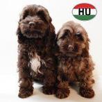 Cockapoo pups te koop (chocolat, chocolat sable), Dieren en Toebehoren, 15 weken tot 1 jaar, Buitenland, Parvo, Meerdere