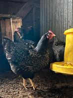 Broedeieren Barnevelders zilver dubbel gezoomd, Dieren en Toebehoren, Pluimvee, Geslacht onbekend, Kip