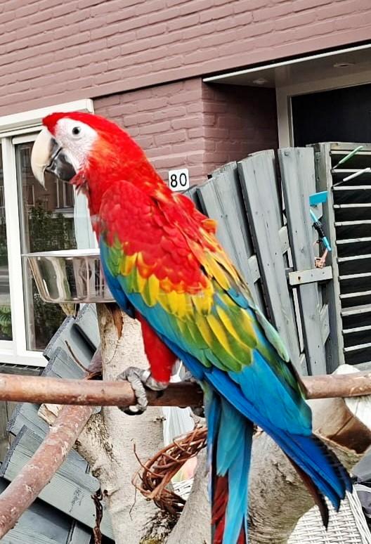 Jonge Ruby ara super tam en praat, Dieren en Toebehoren, Vogels | Parkieten en Papegaaien, Papegaai, Mannelijk, Tam