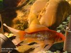 2x goudvis (Carassius auratus auratus) #goldfish