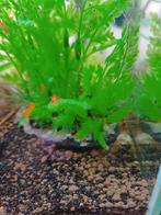 Oranje garnalen, Dieren en Toebehoren, Kreeft, Krab of Garnaal, Zoetwatervis