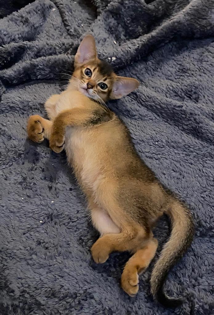 Abyssinian kittens, Dieren en Toebehoren, 0 tot 2 jaar