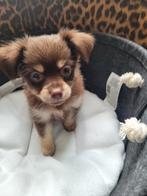 Nog 3 mooie chihauhau pupjes, Dieren en Toebehoren, Honden | Chihuahua's en Gezelschapshonden, Parvo, 8 tot 15 weken, Meerdere