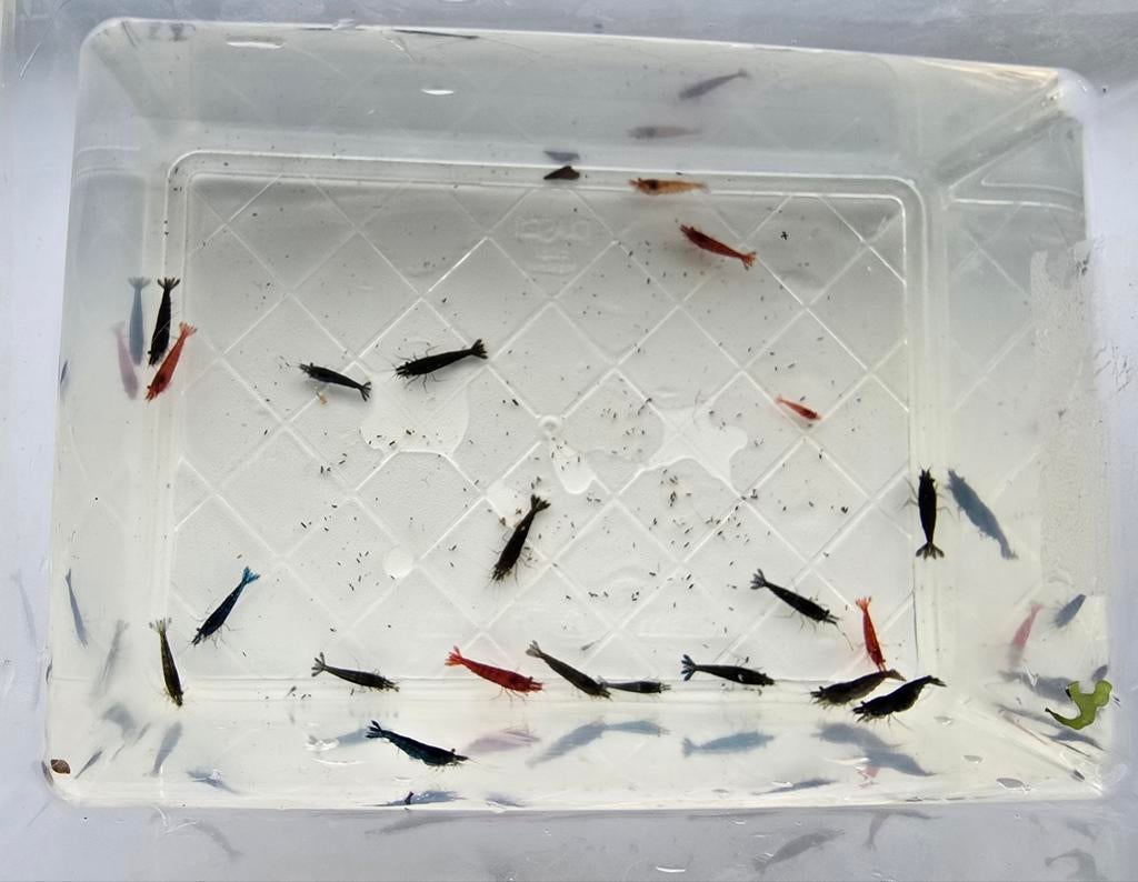 NEO CARIDINA GARNALEN MET ORANJE OGEN(OE)/ZONDER ORANJE OGEN, Kreeft, Krab of Garnaal