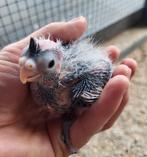 Tzt jonge handtamme valkparkieten beschikbaar., Meerdere dieren, Parkiet, Geringd