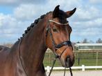 Dressuurpaard | Dressage Horse, 175 cm of meer, Met stamboom, Ruin, Dressuurpaard