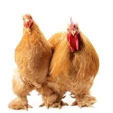 Cochin kriel hennen kuikens, Dieren en Toebehoren, Pluimvee