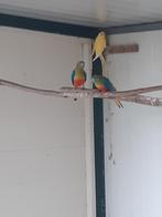 Roodbuikturquasine, Dieren en Toebehoren, Vrouwelijk, Parkiet, Geringd