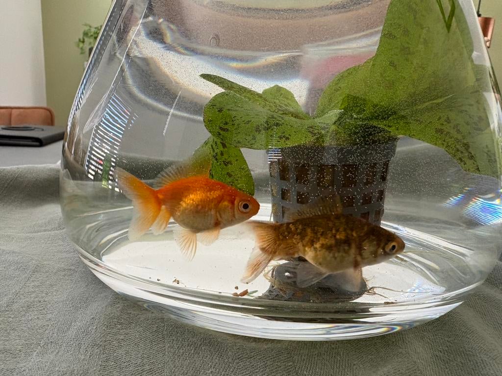 Vissen/ sluierstaart, Dieren en Toebehoren, Vis