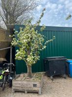 Perenboom in bak, Ophalen of Verzenden