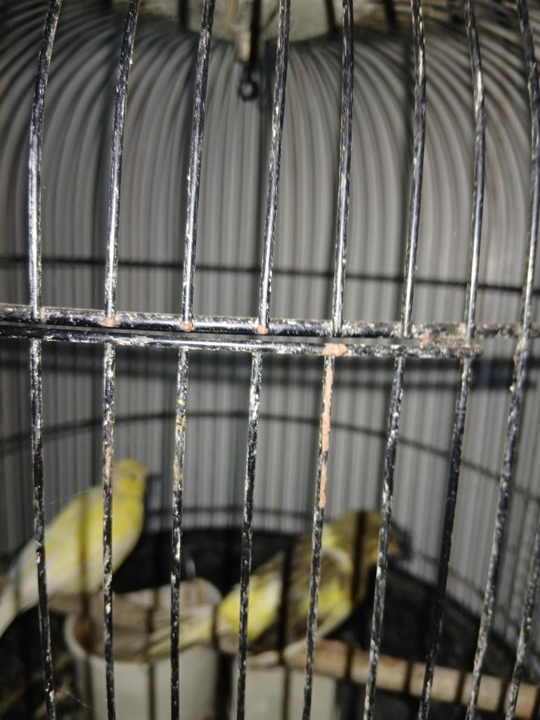 2 mooie kanaries waarvan 1 gloster, Dieren en Toebehoren, Mannelijk