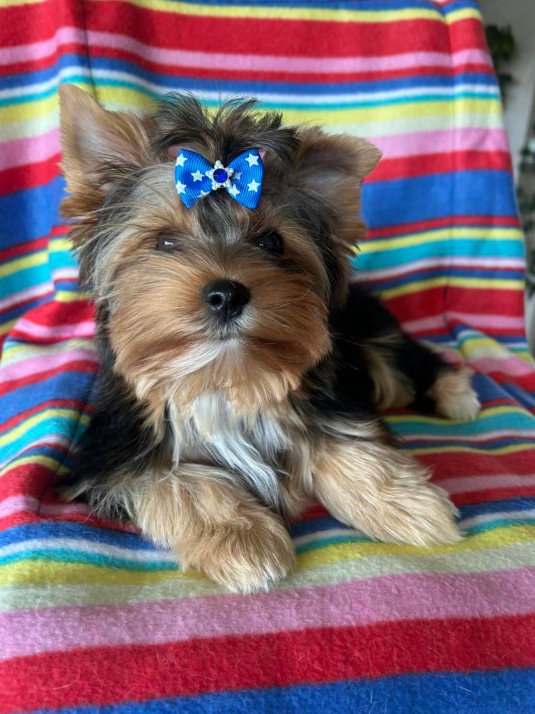 Mini Yorkshire Terrier, Dieren en Toebehoren, Reu, 8 tot 15 weken, Meerdere, Parvo