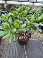 Jade plant pot17cm, Ophalen of Verzenden, Halfschaduw, Minder dan 100 cm